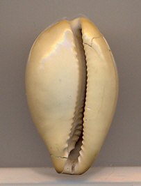 Il fossile più prezioso che ho io !